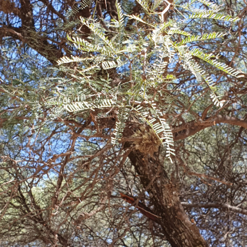 Prosopis flexuosa ou Mesquite tortueux. La Puna.