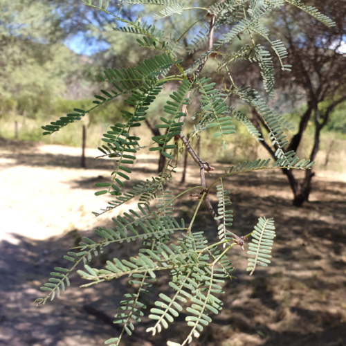 Prosopis flexuosa ou Mesquite tortueux. La Puna.