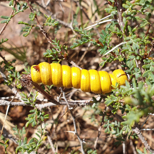 Prosopis pubescens , ou mesquite à vis. La Puna.