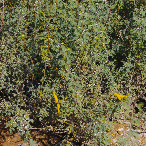Prosopis pubescens , ou mesquite à vis. La Puna.