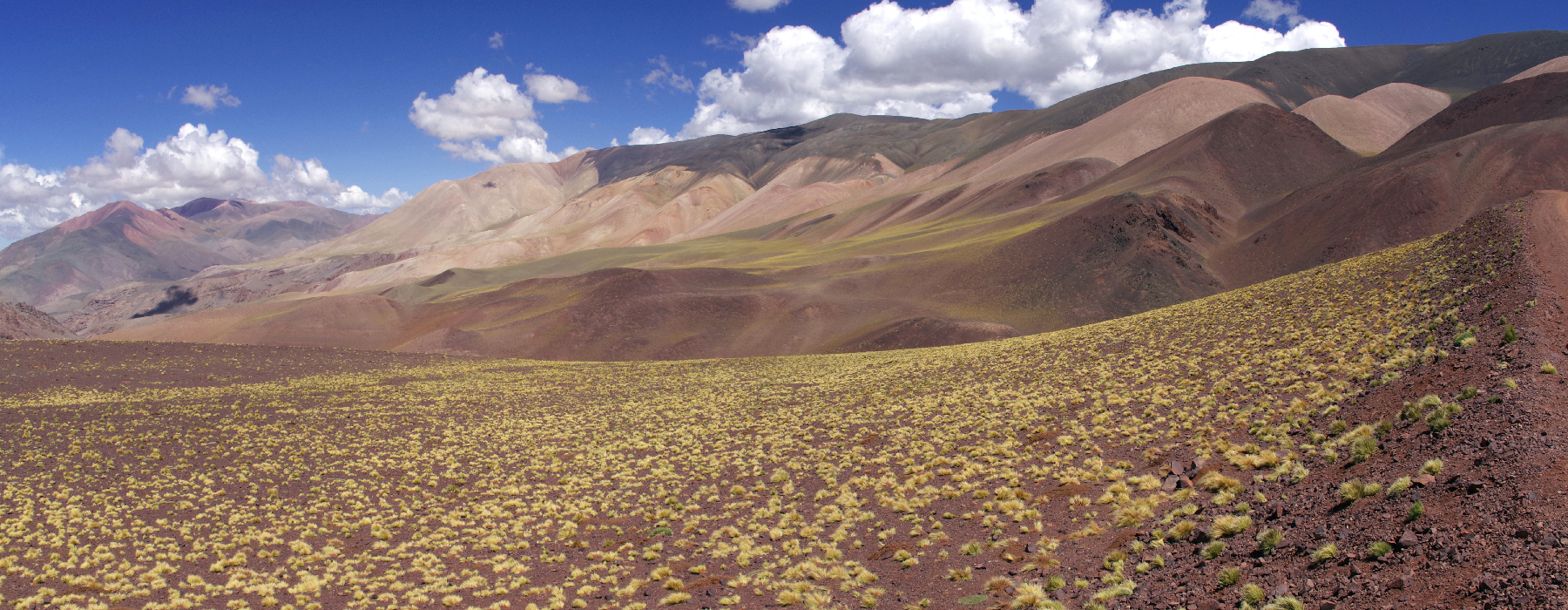 Sur la route pour la Laguna Brava. La Puna.