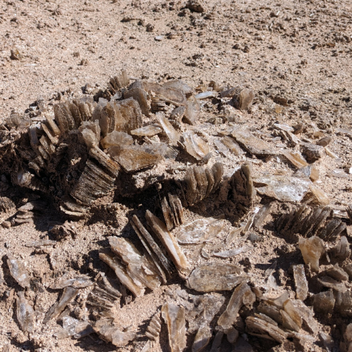 Salar d'Antofalla, gisement de gypse. La Puna.