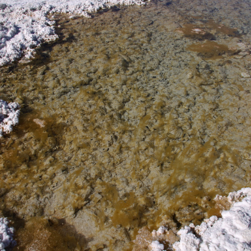Salar d'Antofalla, la Laguna Verde.
Micro-organismes extrèmophiles. La Puna.