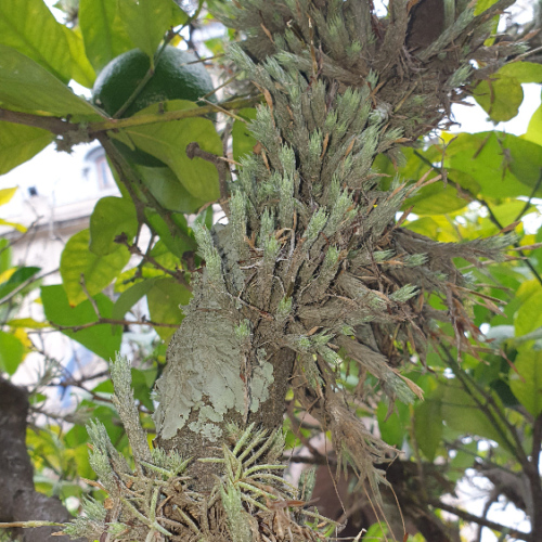 Les Tillandsias, ou filles de l'air. La Puna.