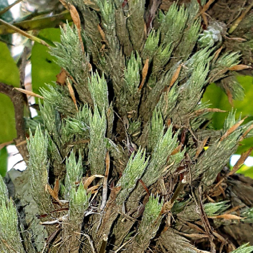 Les Tillandsias, ou filles de l'air. La Puna.