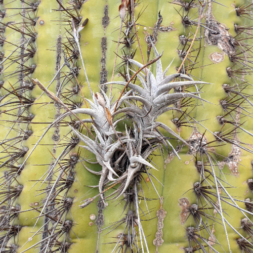 Les Tillandsias, ou filles de l'air.
Ici poussant sur un cactus. La Puna.