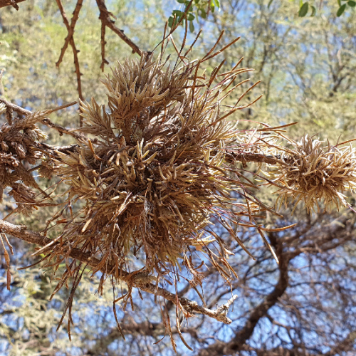 Les Tillandsias, ou filles de l'air. La Puna.