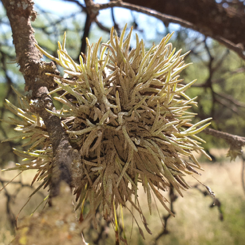 Les Tillandsias, ou filles de l'air. La Puna.