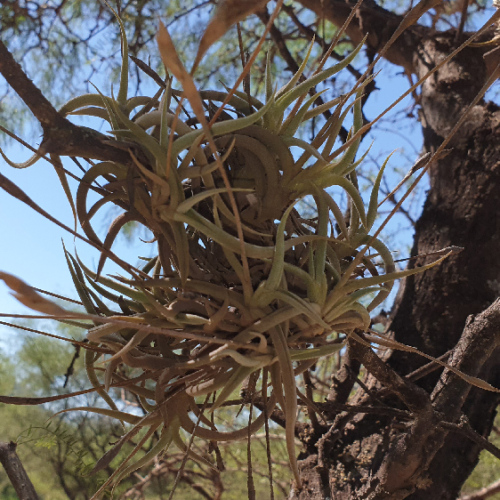 Les Tillandsias, ou filles de l'air. La Puna.