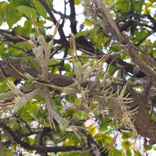 Les Tillandsias, ou filles de l'air. La Puna.