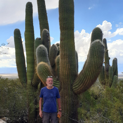 Trichocereus terscheckii ou cactus cardon grande. La Puna.
