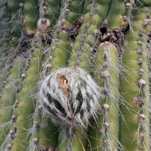 Trichocereus terscheckii ou cactus cardon grande.
Détail d'un fruit. La Puna.