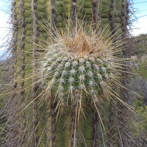 Trichocereus terscheckii ou cactus cardon grande.
Ramification. La Puna.