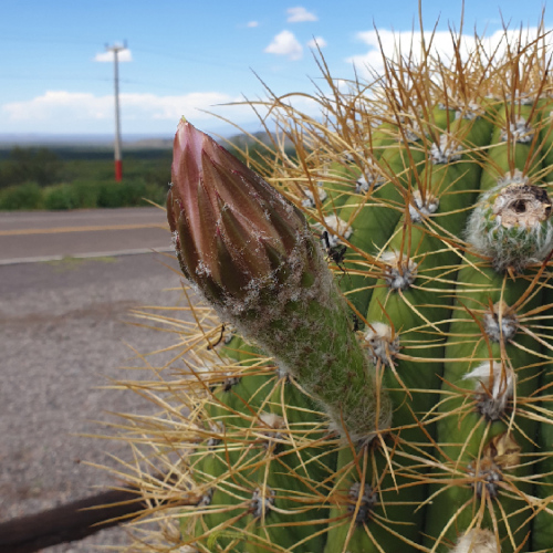 Trichocereus terscheckii ou cactus cardon grande.
Bourgeon floral. La Puna.