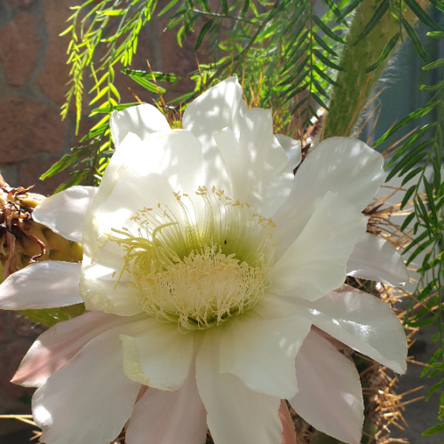 Trichocereus terscheckii ou cactus cardon grande.
Détail d'une fleur. La Puna.