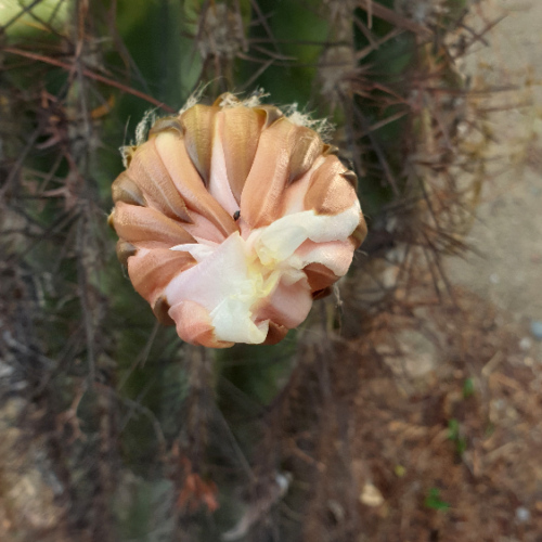 Trichocereus terscheckii ou cactus cardon grande.
Détail d'une fleur en bourgeon. La Puna.