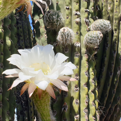 Trichocereus terscheckii ou cactus cardon grande.
Détail d'une fleur. La Puna.