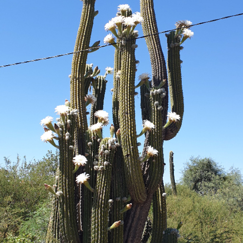 Trichocereus terscheckii ou cactus cardon grande.
En fleur. La Puna.