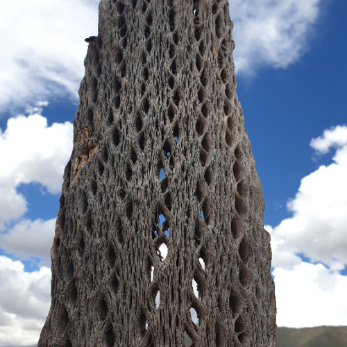 Trichocereus terscheckii ou cactus cardon grande.
Détail de la structure ligneuse. La Puna.