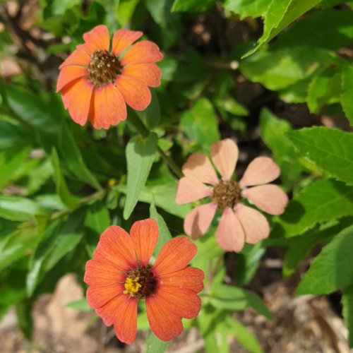 Zinnia peruviana , le zinnia péruvien La Puna.