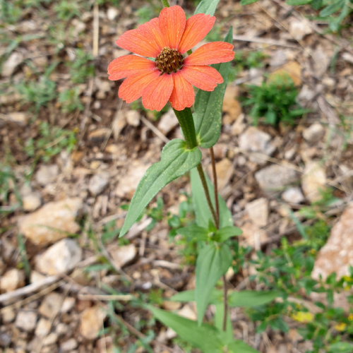 Zinnia peruviana , le zinnia péruvien La Puna.