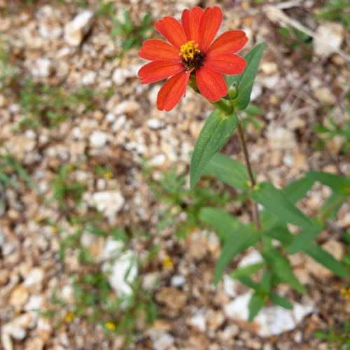 Zinnia peruviana , le zinnia péruvien La Puna.
