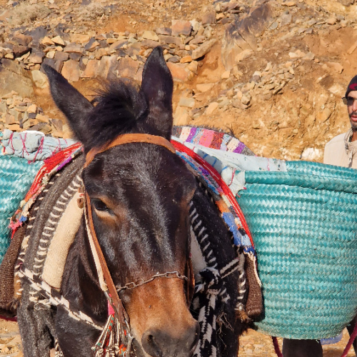 Au-revoir belle mule <3 Six jours de trek dans le Djébel Saghro