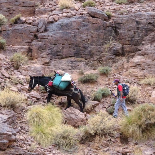 Notre mule infatigable. Six jours de trek dans le Djébel Saghro