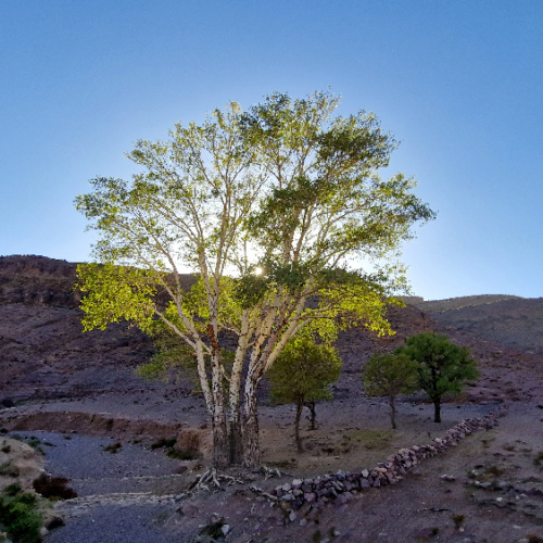 Non loin d'une source, végétation.La petite sœur. Six jours de trek dans le Djébel Saghro