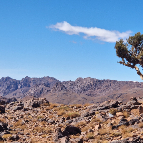 Genévrier cade ou Juniperus oxycedrus. Six jours de trek dans le Djébel Saghro