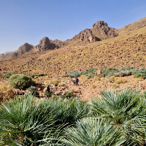 Sur le trajet, des palmiers nains. Six jours de trek dans le Djébel Saghro
