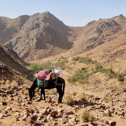 La mule flâne... Six jours de trek dans le Djébel Saghro