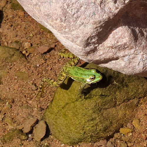 Grenouilles et poissons. Six jours de trek dans le Djébel Saghro
