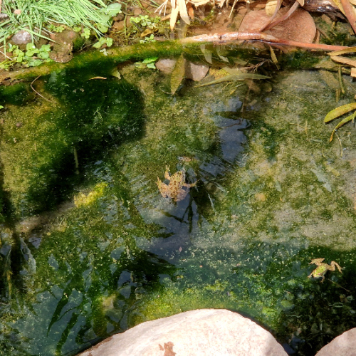 Grenouilles et poissons. Six jours de trek dans le Djébel Saghro