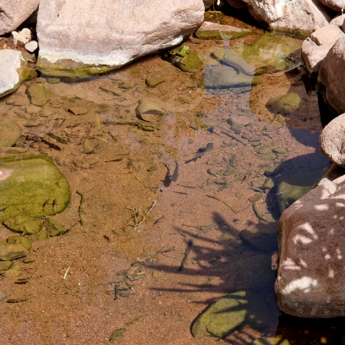 Grenouilles et poissons. Six jours de trek dans le Djébel Saghro