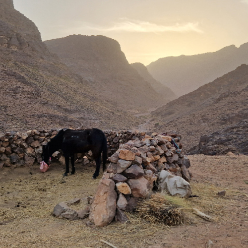 Arrivée à Foudoud, la mule a de la compagnie. Six jours de trek dans le Djébel Saghro
