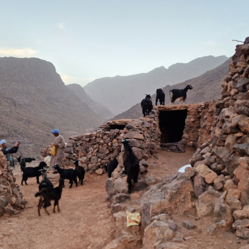Les chèvres sont rentrées, elles grimpent partout. Six jours de trek dans le Djébel Saghro