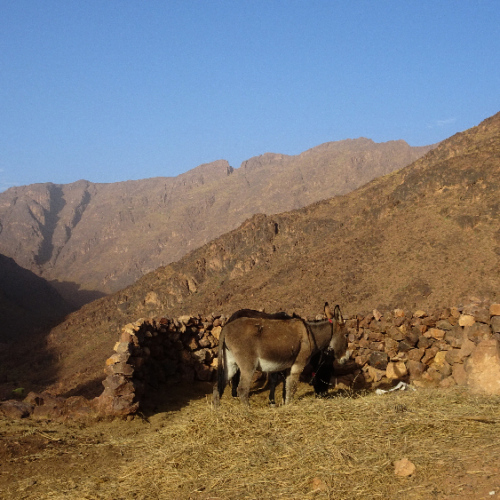 Âne et mule se concertent ... Six jours de trek dans le Djébel Saghro