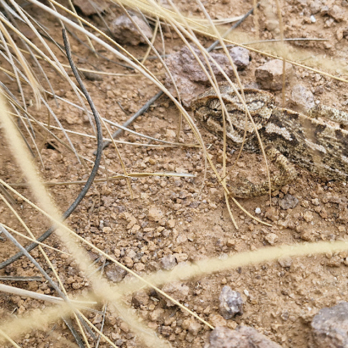 Un caméléon de passage ... Six jours de trek dans le Djébel Saghro