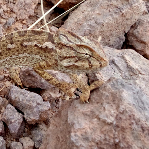 Un caméléon de passage ... Six jours de trek dans le Djébel Saghro