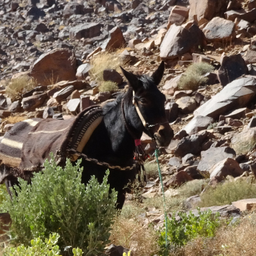 La mule déchargée patiente. Six jours de trek dans le Djébel Saghro