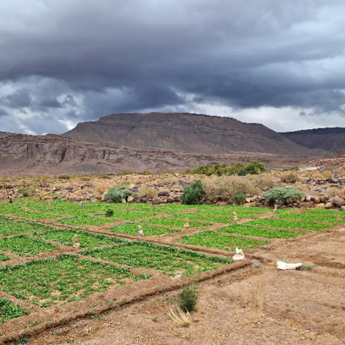 Cultures dans la plaine. Six jours de trek dans le Djébel Saghro