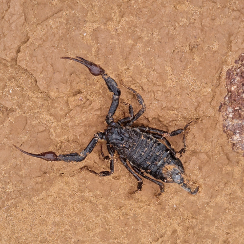 Un joli scorpion ... Six jours de trek dans le Djébel Saghro