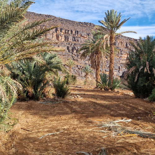 Cultures dans la plaine. Six jours de trek dans le Djébel Saghro