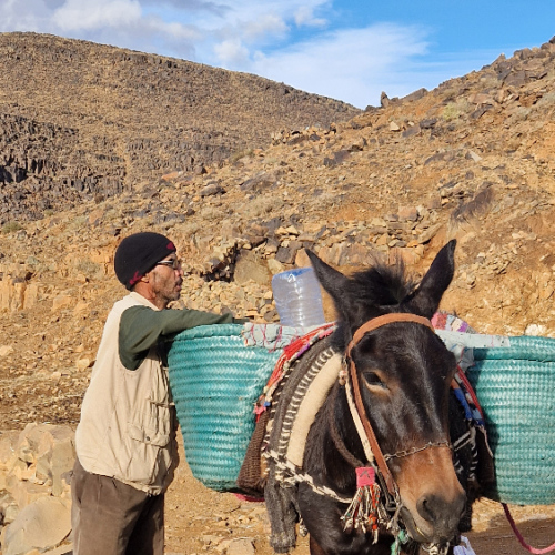 Déchargement de la mule, le trek est fini ... Six jours de trek dans le Djébel Saghro