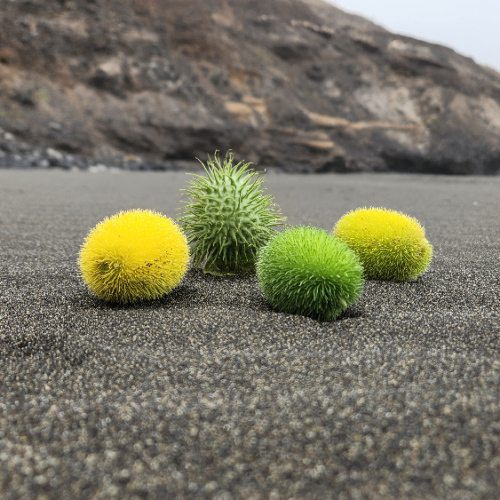 Composition de Ludo ... Cap Vert, Santo Antao.