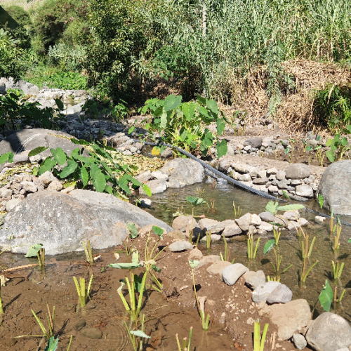 Culture du Taro les "pieds dans l'eau". Cap Vert, Santo Antao, Vallee de Paul.