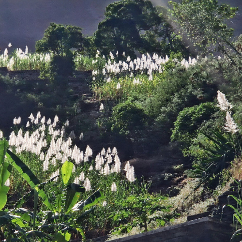 Canne à sucre en fleur. Cap Vert, Santo Antao, Vallee de Paul.