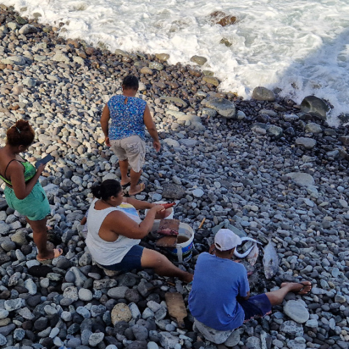 Écaillage du poisson. Cap Vert, Santo Antao, Vallee de Paul.