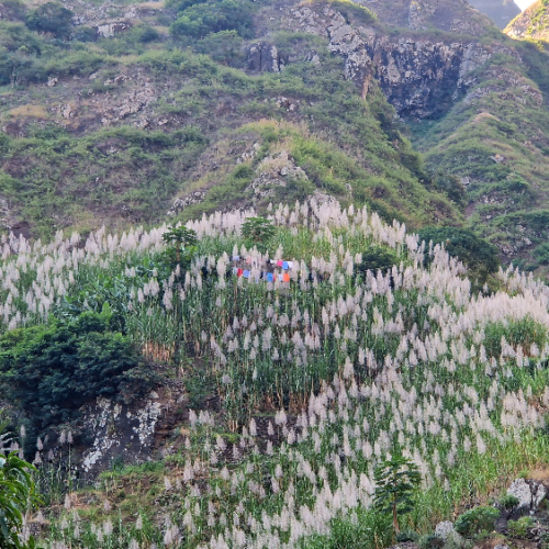 Minuscule maison parmi la canne à sucre. Cap Vert, Santo Antao, Vallee de Paul.